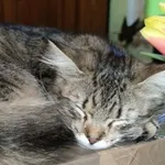 Kot do adopcji, Zgierz, 1 lutego 2024
