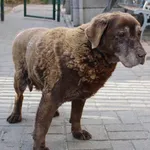 Znaleziono psa, Łódź, 2 lutego 2024