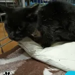 Znaleziono kota, Dąbrówka, 2 stycznia 2024