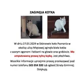 Zaginął kot, Poznań, 2 lutego 2024