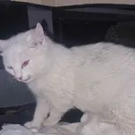 Znaleziono kota, Racławice, 31 stycznia 2024