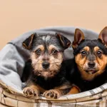 Pies do adopcji, Elbląg, 3 lutego 2024
