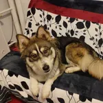 Dzisiaj, ok. godz. 22:30, znalazłam psa przywiązanego do trzepaka obok bloku przy ul. Zmiennej 7. Według sąsiadki spędził tam min. godzinę. Niestety pies nie posiada chipa.