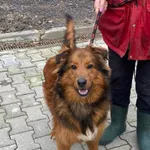 Pies do adopcji, gmina Platerówka, 6 lutego 2024