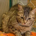 Kot do adopcji, Sopot, 5 lutego 2024
