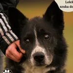 Pies do adopcji, Dąbrówka, 8 lutego 2024