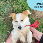 Pies do adopcji, Dąbrówka, 13 kwietnia 2023
