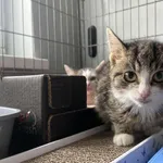 Kot do adopcji, Świdnica, 27 grudnia 2023