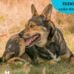 Pies do adopcji, Dąbrówka, 4 sierpnia 2023