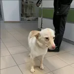 Znaleziono psa, Grudziądz, 2 grudnia 2023
