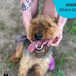 Pies do adopcji, Dąbrówka, 11 lipca 2023