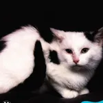 Kot do adopcji, Dąbrówka, 22 grudnia 2023