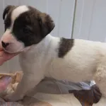 Liliczka to szczenię suczka przywieziona w dniu 06.02.2024r, kontaktowa, będzie mała