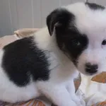 Lizaczek to szczenię piesek przywieziony w dniu 06.02.2024r, kontaktowy, będzie mały, oryginalnie łaciaty