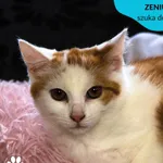 Kot do adopcji, Dąbrówka, 21 września 2023