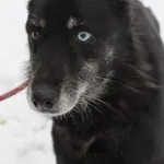 Pies do adopcji, Bełchatów, 13 stycznia 2024