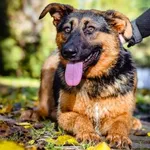 Pies do adopcji, Radom, 21 października 2023