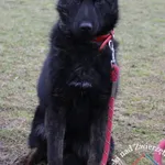 Pies do adopcji, Grudziądz, 8 lutego 2024