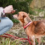 Kubuś 52/2024 w domu tymczasowym