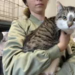 Kot do adopcji, Świdnica, 2 stycznia 2024