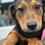 Pies do adopcji, Sosnowice, 3 stycznia 2024