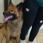 Nr: 60/2024 - Pies z Świdnica W.