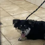 Nr: 65/2024 - Pies z Chocianów