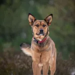 Nika - 6 miesięczna sunia, wesoła, przyjazna!