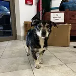 Nr: 69/2024 - Pies z Świebodzice Miasto