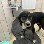 Nr: 66/2024 - Pies z Jaworzyna Śląska