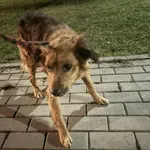 Nr: 61/2024 - Pies z Legnickie Pole