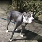 Pies odnaleziony w dniu 13.02.2024 r. przy ul. Powstańców Wielkopolskich.