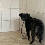 Nr: 63/2024 - Pies z Chocianów