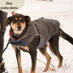 Pies do adopcji, Dąbrówka, 14 lutego 2024