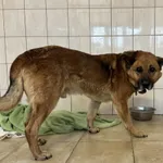 Nr: 68/2024 - Pies z Miłkowice