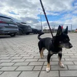 Nr: 62/2024 - Pies z Świdnica Miasto