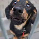 Pies do adopcji, Częstochowa, 3 listopada 2023