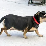 Pies do adopcji, Sopot, 15 lutego 2024