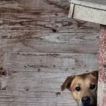 Pies do adopcji, Orzechowce, 5 sierpnia 2023