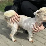 Znaleziono psa, Świdnica, 15 lutego 2024