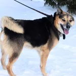 Znaleziono psa, Pieckowo, 14 lutego 2024