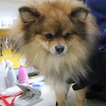 Samiec znaleziony na ul. Świtezianki Posiada swój czip. Właściciela prosimy o kontakt: 501 437 232 schronisko.adopcje@jst.uml.lodz.pl