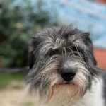 Pies do adopcji, Starogard Gdański, 8 sierpnia 2023