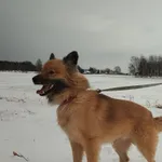 Pies do adopcji, Orzechowce, 1 lutego 2024