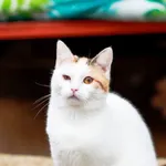 Kot do adopcji, Elbląg, 31 sierpnia 2023