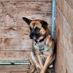 Pies do adopcji, Orzechowce, 2 lutego 2024