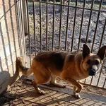 Pies do adopcji, Orzechowce, 5 sierpnia 2023