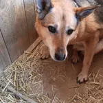 Pies do adopcji, Orzechowce, 5 sierpnia 2023