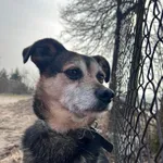 Pies do adopcji, Starogard Gdański, 25 lutego 2021