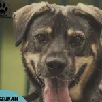 Pies do adopcji, Starogard Gdański, 27 listopada 2022